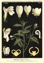 Cultivated plant, arrowroot, arundinacea, illustration by Carl Bollmann, reproduction from a model