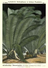 Cultivated plant, small-fruited ivory palm, Phyelephas microcarpa, illustration by Carl Bollmann,