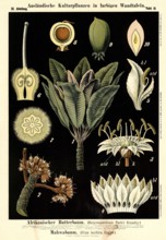 Cultivated plant, African butter tree, Butyrospermum parkii kotschy and mahwa tree, Illipe