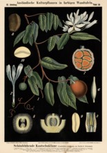 Cultivated plant, beautiful rubber liana, Landolphia comorensis, illustration by Carl Bollmann,