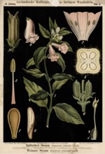 Cultivated plant, Indian sesame, sesamum indicum and white sesame, sesamum orientale, illustration