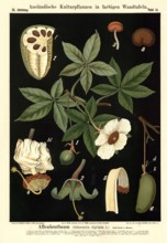 Cultivated plant, baobab tree, Adansonia digitata, illustration by Carl Bollmann, reproduction from