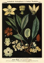 Cultivated plant, kola tree, cola acuminata, illustration by Carl Bollmann, reproduction from a