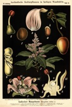 Cultivated plant, Indian mango tree, Mangifera indica, illustration by Carl Bollmann, reproduction