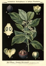 Cultivated plant, mate, Paraguayan tea plant, Ilex paraguariensis, illustration by Carl Bollmann,