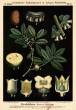 Cultivated plant, ebony tree, Diospyros dalechamps, illustration by Carl Bollmann, reproduction