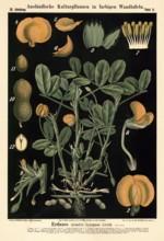 Cultivated plant, peanut, Arachis hypogaea, illustration by Carl Bollmann, reproduction from a