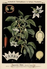 Cultivated plant, Spanish pepper, Capsicum longum, illustration by Carl Bollmann, reproduction from