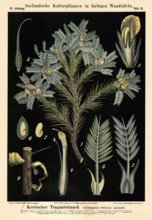 Cultivated plant, Cretan stretcher, Astragalus creticus, illustration by Carl Bollmann,