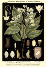 Cultivated plant, American copal tree, Locust tree, Hymenaea courbaril, illustration by Carl