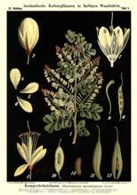 Cultivated plant, campecheanum tree, hematoxylon campecheanum, illustration by Carl Bollmann,