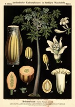 Cultivated plant, melon tree, Carica papaya, illustration by Carl Bollmann, reproduction from a