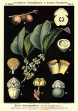 Cultivated plant, real gummy tree, Garcinia hanbury, illustration by Carl Bollmann, reproduction