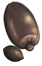 Maldives palm fruit, Maldivian fructus palm, palma indica, coccus major, illustration, reproduction