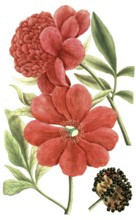 Peony variant, Paeonia major flore rubro simplex, Paeonia flore pleno rubro major, illustration,