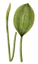 Gold club, Orontium aquaticum, illustration, reproduction from a 19th century model. Authentic,