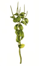 Peperomia polystachya, raindrop peperomia or ornamental pepper, illustration, reproduction from a