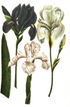 Iris coerulea, Iris latifolia candida, Iris dalmatia major (from left to right), iris, a genus of