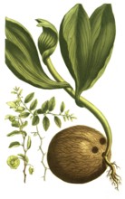 Paliurus folius jujubinis (left), Christthorn, Paliurus folius jujubinis seu Spina Christi