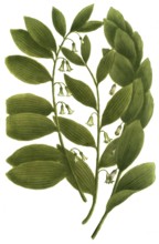 Sybillum salomonis, thistle species, illustration, reproduction from a 19th century model.