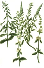 Sideritis alpina, hirsuta, vulgaris, Syrian herb, illustration, reproduction from a model from the