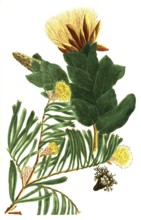 A. scolymocephalus seu Conocarpodendron folio angustos, b. scolymocephalus foliis subrotundis