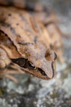 Common frog (Rana temporaria) sitting on stone, Lower Austria, Austria