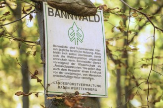 Protected forest, total reserve in the Swabian Jura in the Nenninger Valley with the ruins of