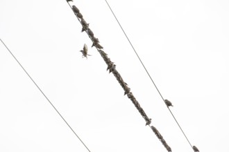 Swarm of starlings rest on a power line in the Swabian Jura