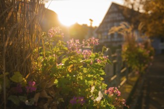Flowers in warm sunlight, traditional building in the background, autumnal atmosphere, Aidlingen,