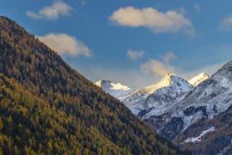 Mixed forest with larch trees (Larix) in autumn, mountain peaks with snow, autumn, Piz Sarsura, Piz
