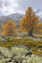Larch trees (Larix) in autumn in front of mountain peaks with snow, autumn, Pontresina, Bernina