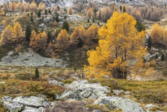 Larches (Larix) in autumn with snow, autumn, Pontresina, Bernina Pass, Engadin, Graubünden,