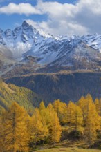 Larch trees (Larix) in autumn in front of mountain peaks with snow, autumn, Piz d'Arlas,