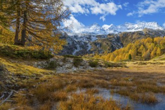 Larches (Larix) in autumn in front of mountain peaks with snow, autumn, Pontresina, Piz Arlas, Piz