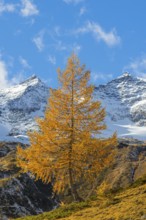 Larch (Larix) in autumn in front of mountain peaks, Punta Carale, Sassal Mason, autumn, Pontresina,