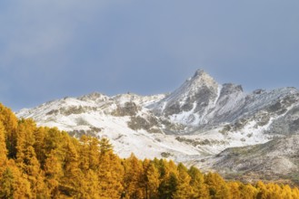 Larch forest (Larix) in autumn, mountain peaks with snow, autumn, Piz Campatsch, Guarda, Engadin,
