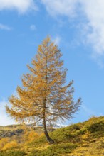 Larch (Larix) in autumn colors against blue skies, autumn, Pontresina, Bernina Pass, Engadin,