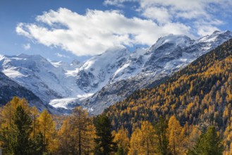 Morteratsch Glacier, mixed forest with larch trees (Larix) in autumn, Pontresina, Engadin,