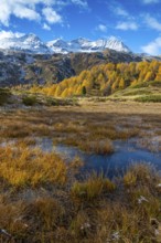 Larches (Larix) in autumn in front of mountain peaks, autumn, Pontresina, Piz Arlas, Piz Cambrena,