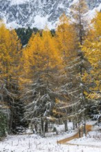 Hiking trail in the larch forest (Larix) in autumn, snow, autumn, Albula Pass, Engadin, Grisons,