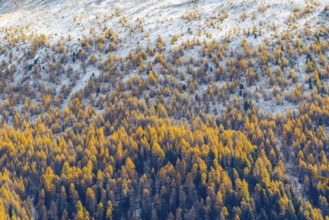 Larch forest (Larix) in autumn, snow, autumn, Albula Pass, Engadin, Grisons, Switzerland
