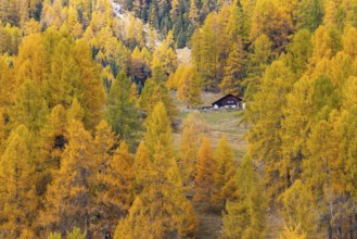 Wooden house in the middle of larches (Larix) in autumn, snow, autumn, Albula Pass, Engadin,