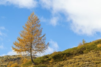 Larch (Larix) in autumn colors against blue skies, autumn, Pontresina, Bernina Pass, Engadin,
