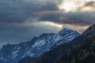 Mixed forest with larch trees (Larix) in autumn, mountain peaks with snow, autumn, dawn, Piz Pisoc,