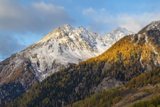 Mixed forest with larch trees (Larix) in autumn, mountain peaks with snow, autumn, Piz Chaste, Piz