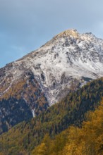 Mixed forest with larch trees (Larix) in autumn, mountain peaks with snow, autumn, Piz Chaste,