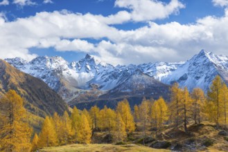 Larch trees (Larix) in autumn in front of mountain peaks with snow, autumn, Piz Sena, Piz dal Teo,