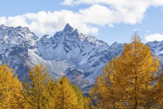 Larch trees (Larix) in autumn in front of mountain peaks, autumn, Piz dal Teo, Pontresina, Bernina