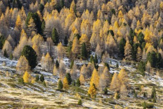 Mixed forest with larches (Larix) in autumn, autumn, Pontresina, Engadin, Grisons, Switzerland